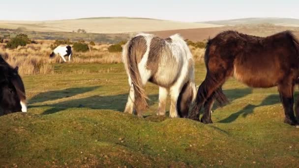 Pan over groep van paarden In de wildernis — Stockvideo