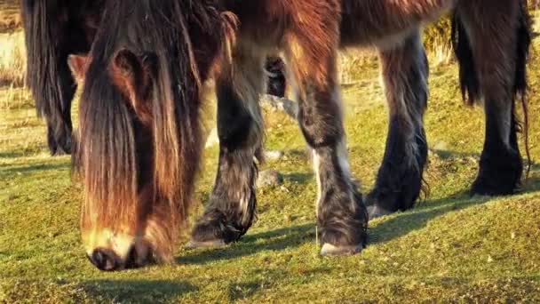 Cavalo selvagem comendo grama — Vídeo de Stock