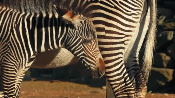 Zebra Foal by its mother — стоковое видео
