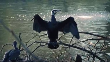 Kuş uzanıyor kanatları bataklık