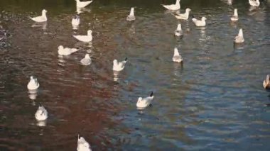 Ördek suda martılar korkutmak