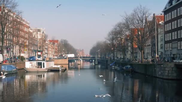 Oiseaux affluant autour du canal panoramique — Video