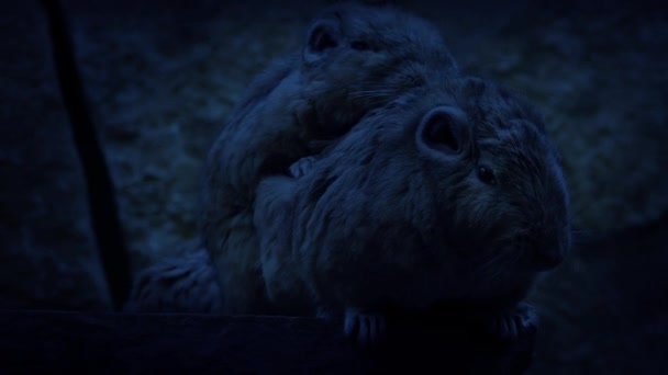 一緒に夜行性洞窟マウス — ストック動画