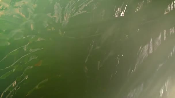 微光热雨林的瀑布 — 图库视频影像