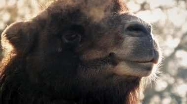 Deve puslu soğuk sabah nefes