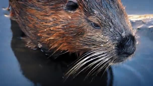 Beaver Moving Around In The Water Stock Footage