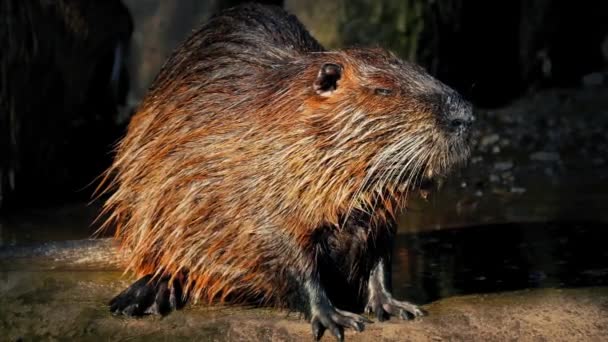 Castor à côté du lac avec soleil scintillant hors manteau — Video