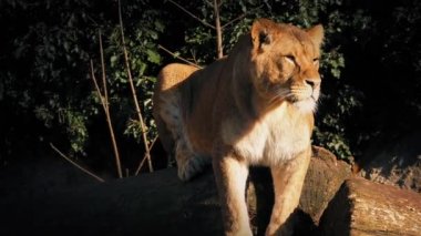 Dişi aslan günlük güneş ışığı altında dayanmaktadır