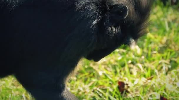 Mono encontrando comida para comer en la hierba — Vídeo de stock