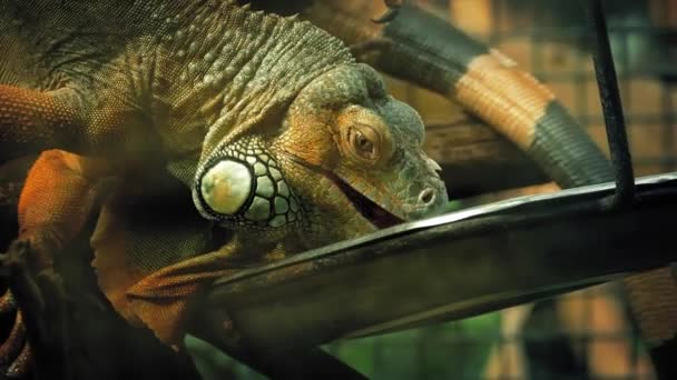 Mascota iguana lagarto comer de bandeja — Vídeos de Stock