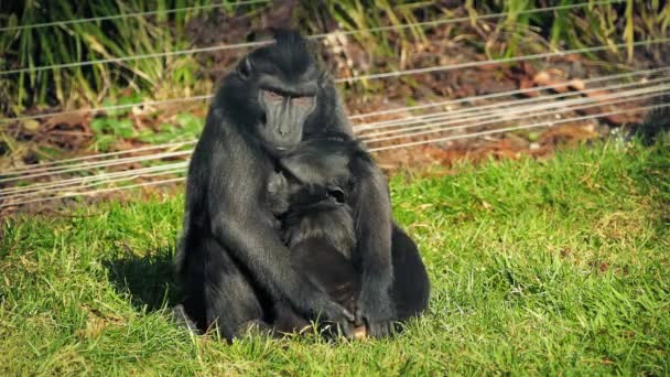 Mère singe s'occupant du bébé 