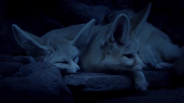 Desert Fox paar leggen samen In Den — Stockvideo