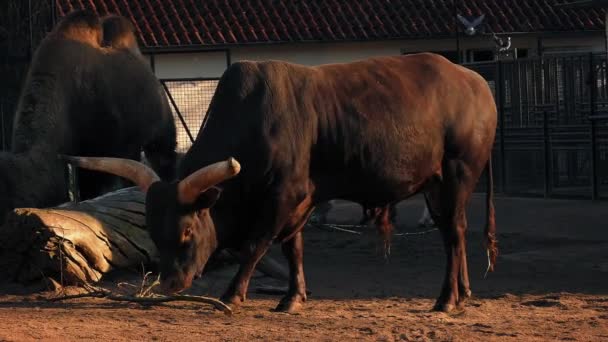 Długo rogaty krowa wieczorek słońce — Wideo stockowe