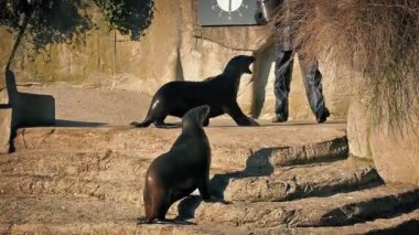 Kaleci beslenme için toplanın mutlu deniz aslanları