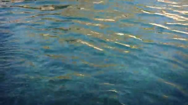 Seelöwe taucht ins Meer — Stockvideo