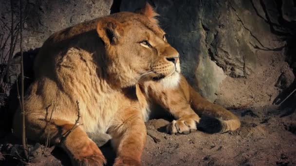 Leona descansando en la cueva en el día caliente — Vídeos de Stock