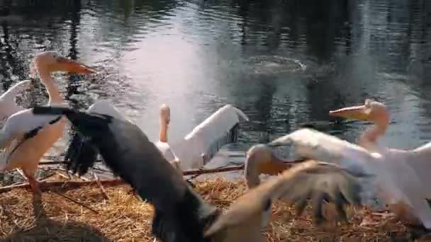 Unga manliga pelikaner utmanar varandra — Stockvideo