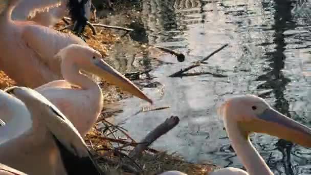 Pelikany na brzegu na zachodzie słońca — Wideo stockowe