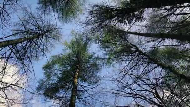 Se déplacer sous d'énormes arbres dans les bois 