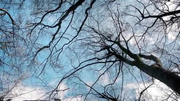 Scivolare sotto gli alberi e il cielo — Video Stock