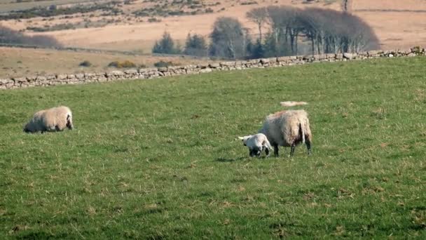 Schafe mit ihrem Lamm auf dem Feld — Stockvideo