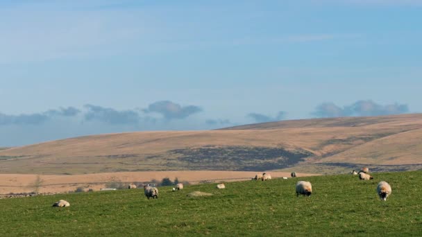 Schafe weiden in hügeliger Landschaft — Stockvideo