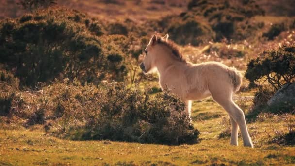 Cavalo infantil na selva ao pôr do sol — Vídeo de Stock