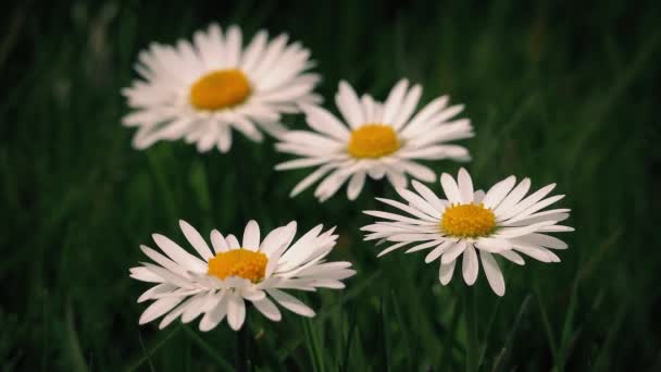 Marguerites Macro Shot en brise — Video