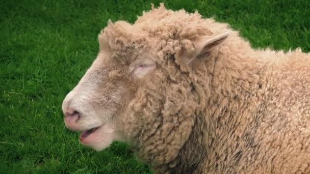 Sheep Chewing Grass In Field — Stock Video