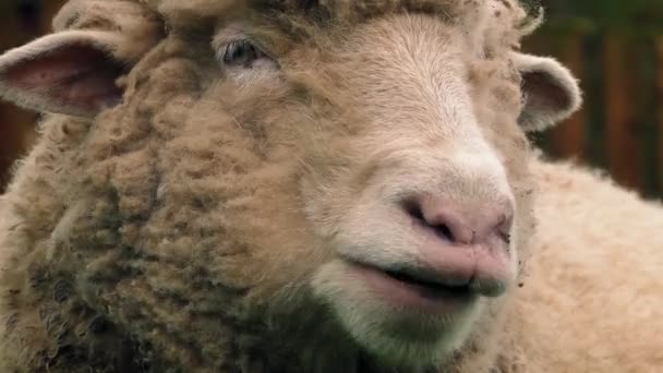 Sheep Chewing The Cud Closeup — Stock Video