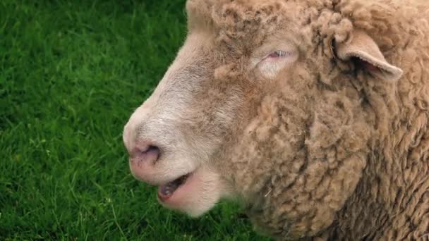 Овцы жуют траву в поле — стоковое видео