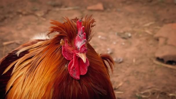 Hühnerhahn auf Bauernhof — Stockvideo