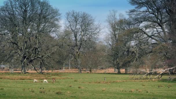 Deer In Grounds Of Country Estate — Stock Video