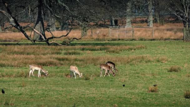 Rehe weiden im Sommer — Stockvideo