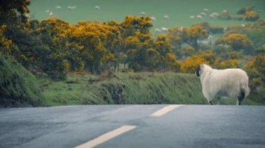 Koyun kuzu yol ülke genelinde yol açar