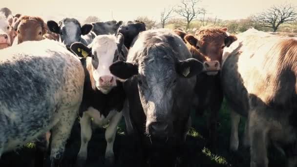 Grupo de vacas viradas para a frente — Vídeo de Stock