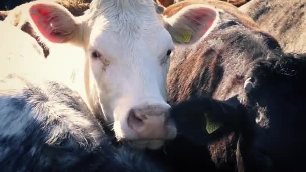 Mucche in piedi vicino insieme — Video Stock