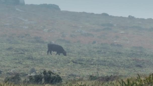 Vaca atravessa paisagem estéril em tempestade — Vídeo de Stock