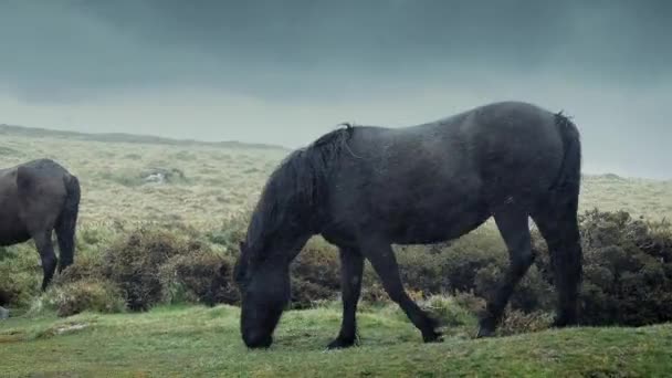 Hästarna går i regniga vildmark — Stockvideo