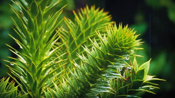 Exotischer Affe Puzzle-Baum im Regen — Stockvideo