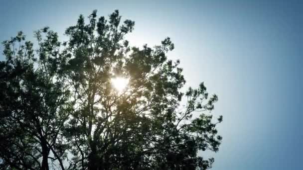 Raios solares brilhando através de galhos de árvores — Vídeo de Stock