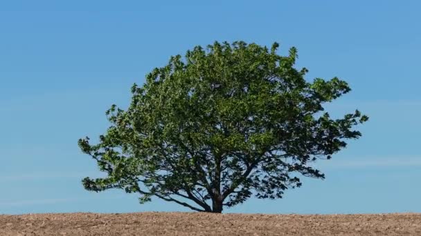 Árvore única contra céu azul — Vídeo de Stock