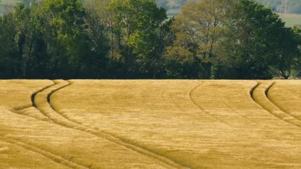 Поле кукурудзяного мерехтіння на вітрі — стокове відео