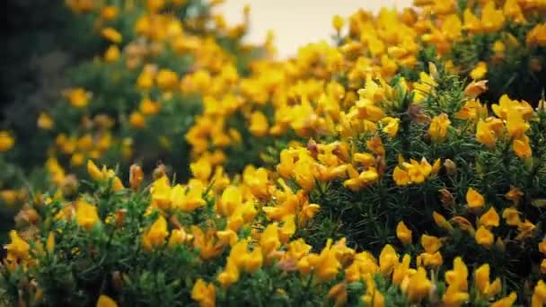Gorse Bush fleurs jaunes dans un vent fort 