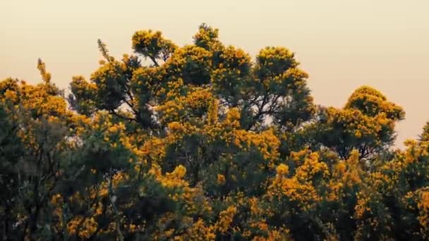 Gorse buissons dans le vent au coucher du soleil — Video