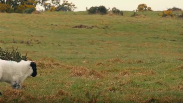 Sheep And Lamb Walk Through Wild Grassland — Stock Video