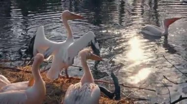 Pelikan yüzmek ve su beklemede