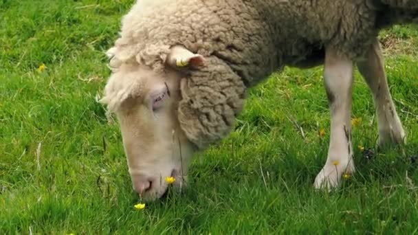 Ovejas pastando en hierba y flores — Vídeo de stock