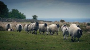 Moor üzerinde yürüme koyun sürüsü