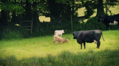 İnekler ve polen üfleme ile çayır danaların
